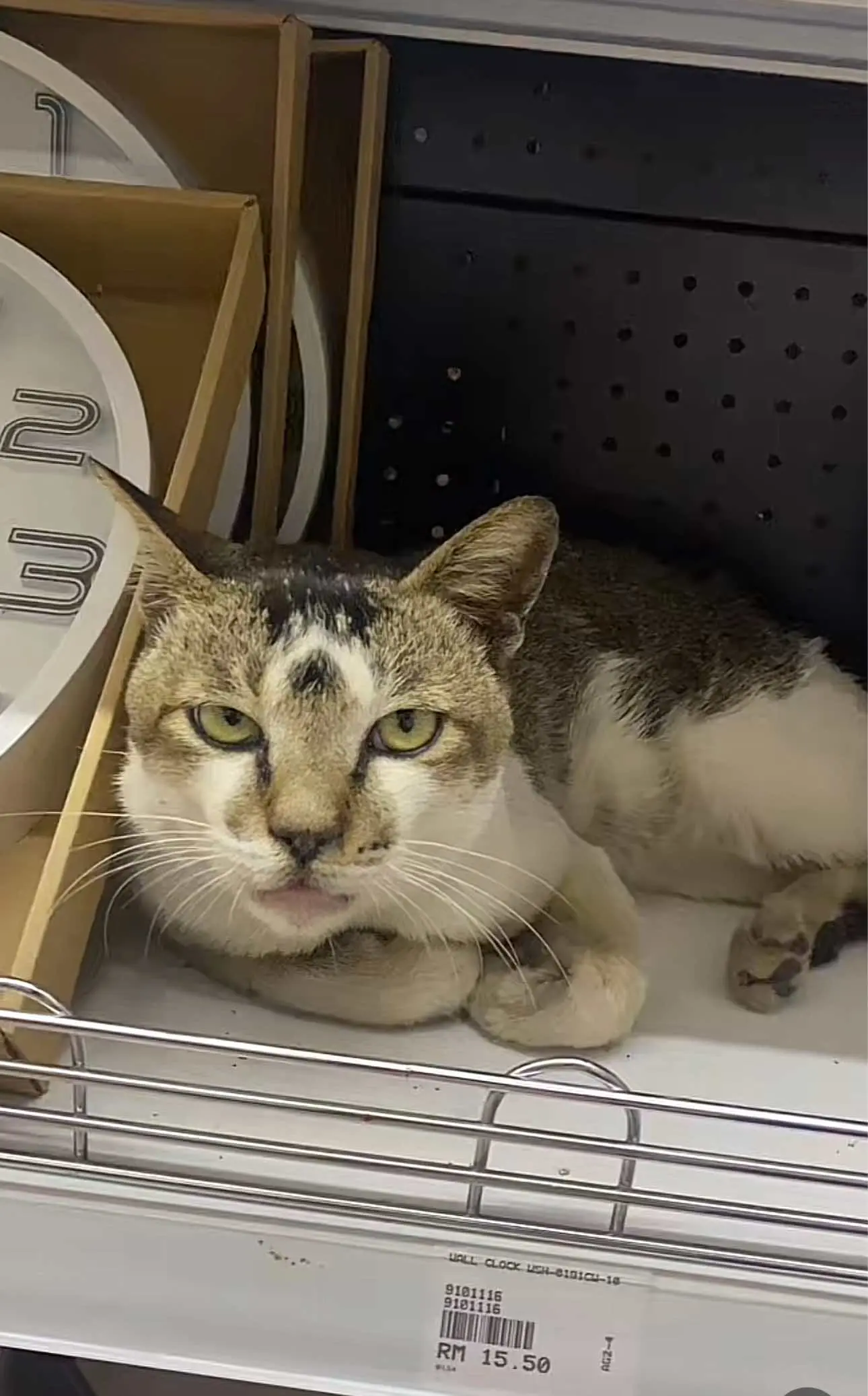 cat sleeping on shop's aisle