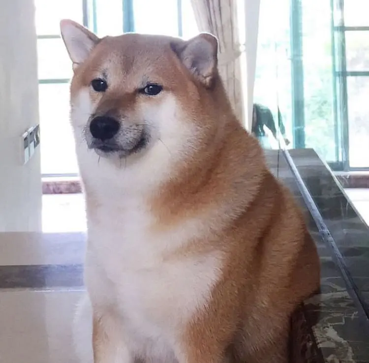 Netizens In Mourning After Cheems The Shiba Inu Passes Away At The Age Of 12