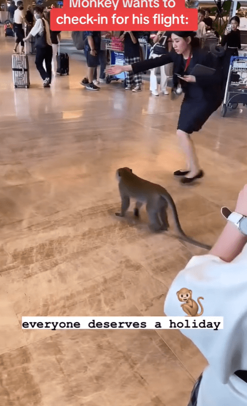 Lady staff guides monkey out of Changi Airport