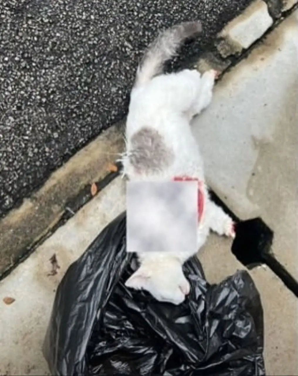 Lili the cat killed at UM