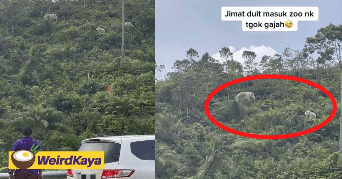 Elephants Seen Escaping To Higher Ground In Kelantan, Locals Believe It's A Sign Of Bad Weather Ahead