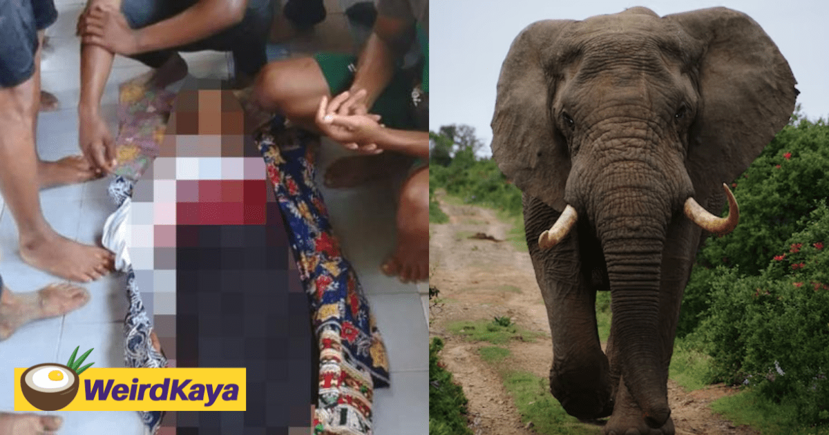 15yo Orang Asli Teen Trampled To Death By Elephant At Durian Orchard In Pahang