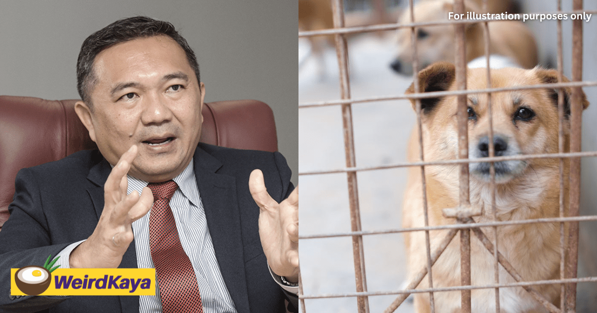 Selangor Govt Plans To Ban The Sale Of Cats And Dogs At Pet Stores To Encourage Adoption