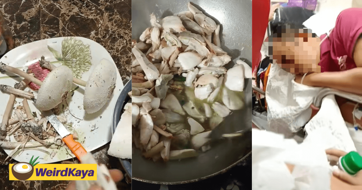 M’sian Family Hospitalised After Eating Mushrooms Near Home, Thought They Were Safe To Eat
