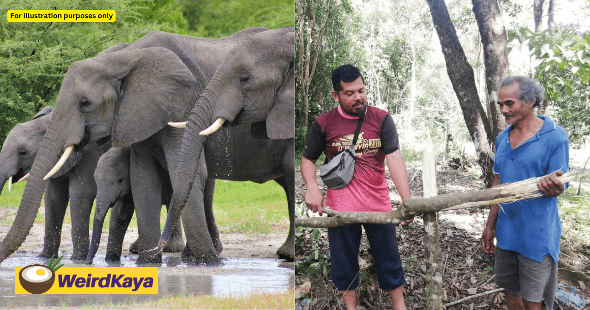 M'sians Durian Farmers Forced To 'Compete' With Wild Elephants In Harvesting Durians