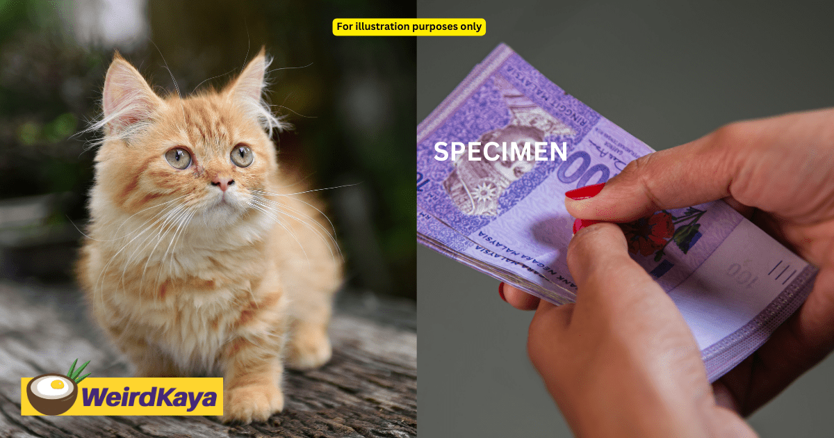 M'sian Teacher Scammed Of RM37K While Buying Munchkin Cat Online