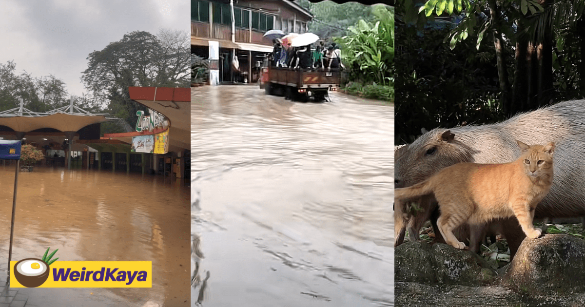 Zoo Negara Suffers Flash Floods, Smart Oyen Finds Safety Amid Rushing Waters