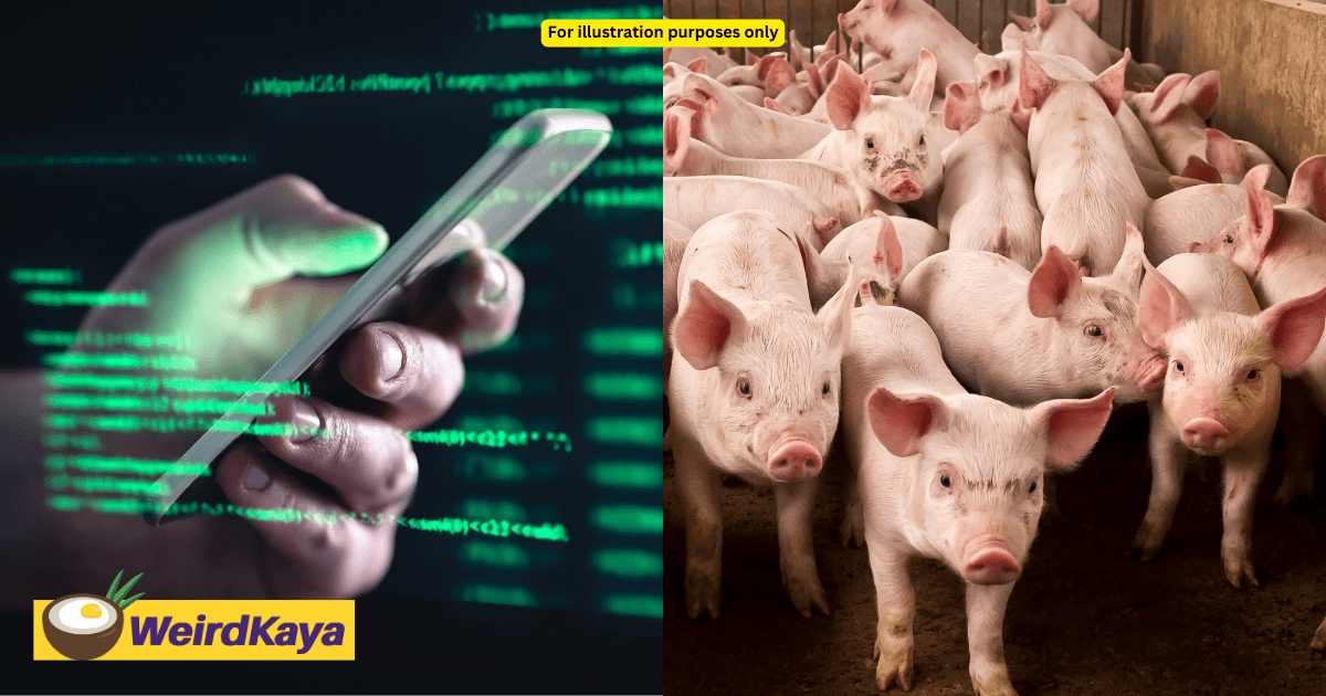 M'sian Woman Loses RM240K After Falling Victim To Frozen Pork Scam