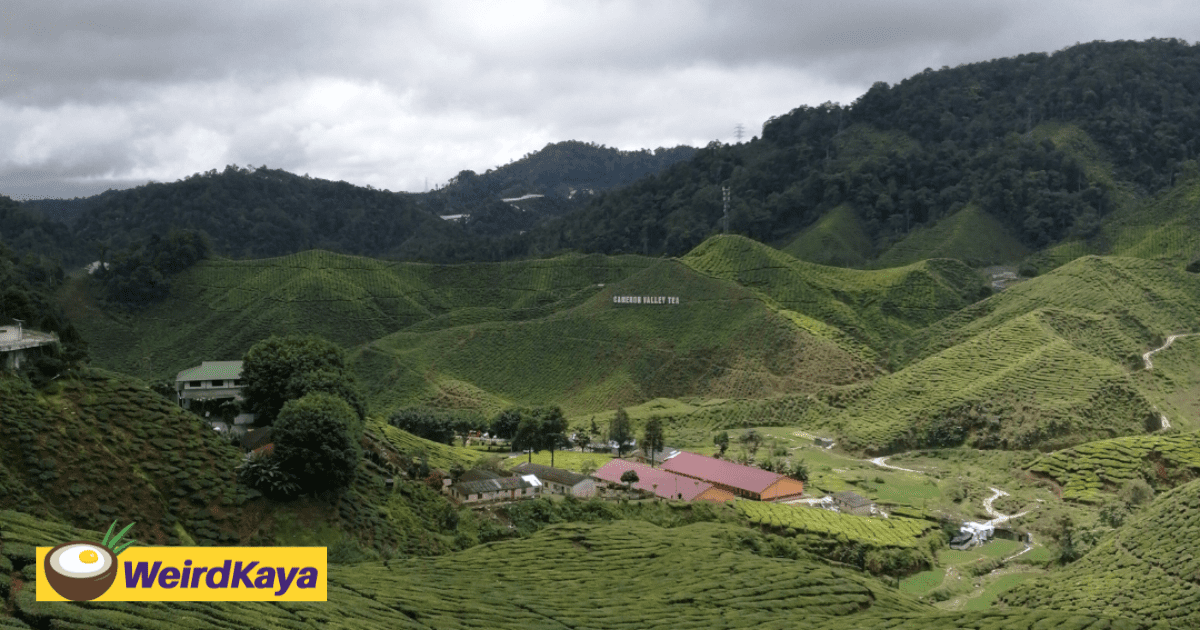Cameron Highlands Is Now One Of The Most Beautiful Places In The World