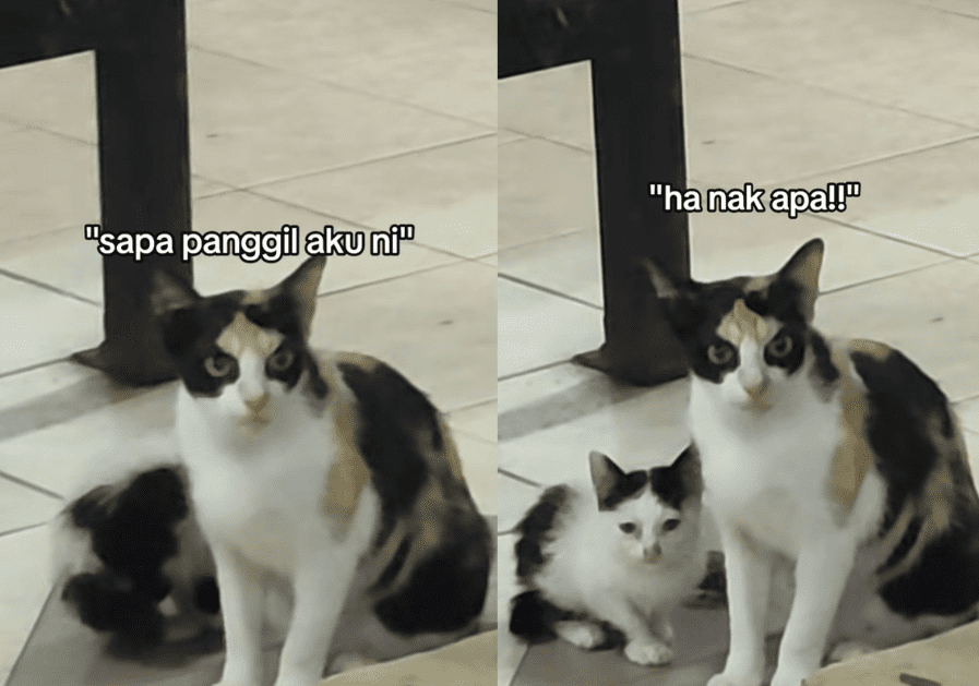 Angrily gazes at others while having it's kitten beside