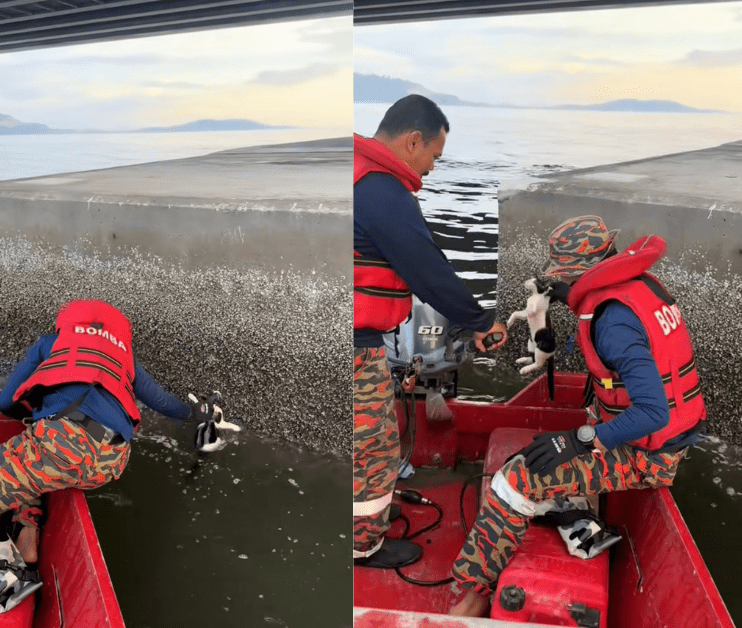 The black and white spotted cat is rescued from the waters by the firefighters