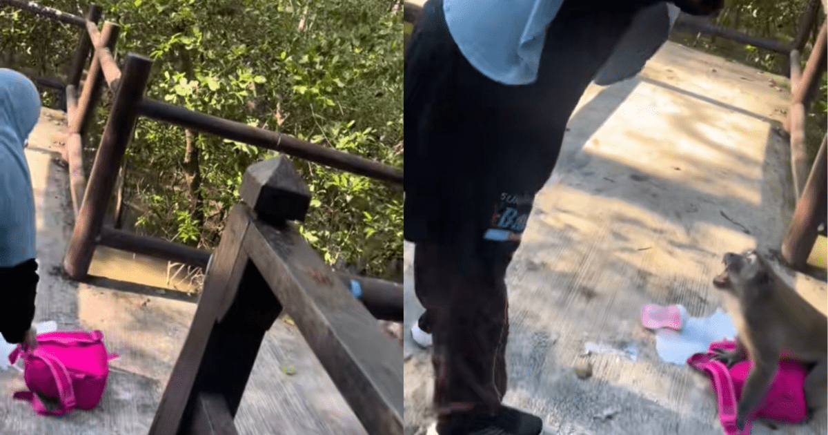 M'sian woman tries to take back pink bag which was taken by monkey