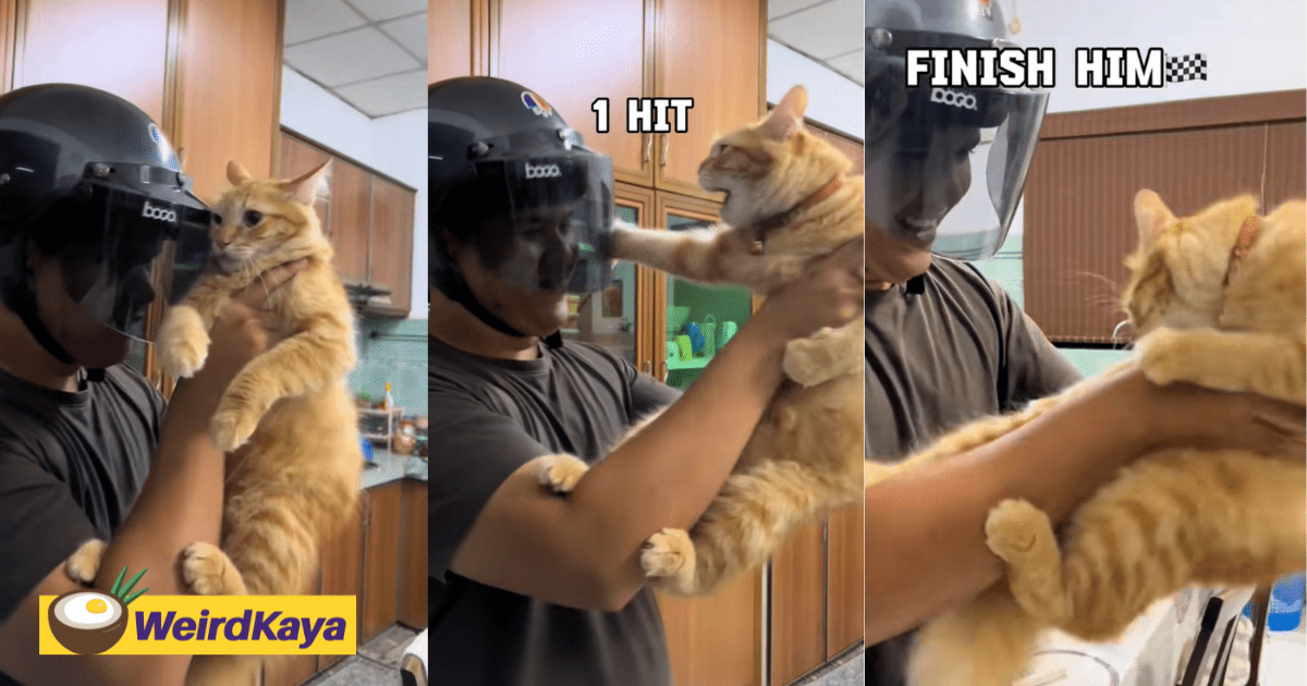 M’sian Man Protects Himself From Oyen’s Relentless Swipes With Helmet