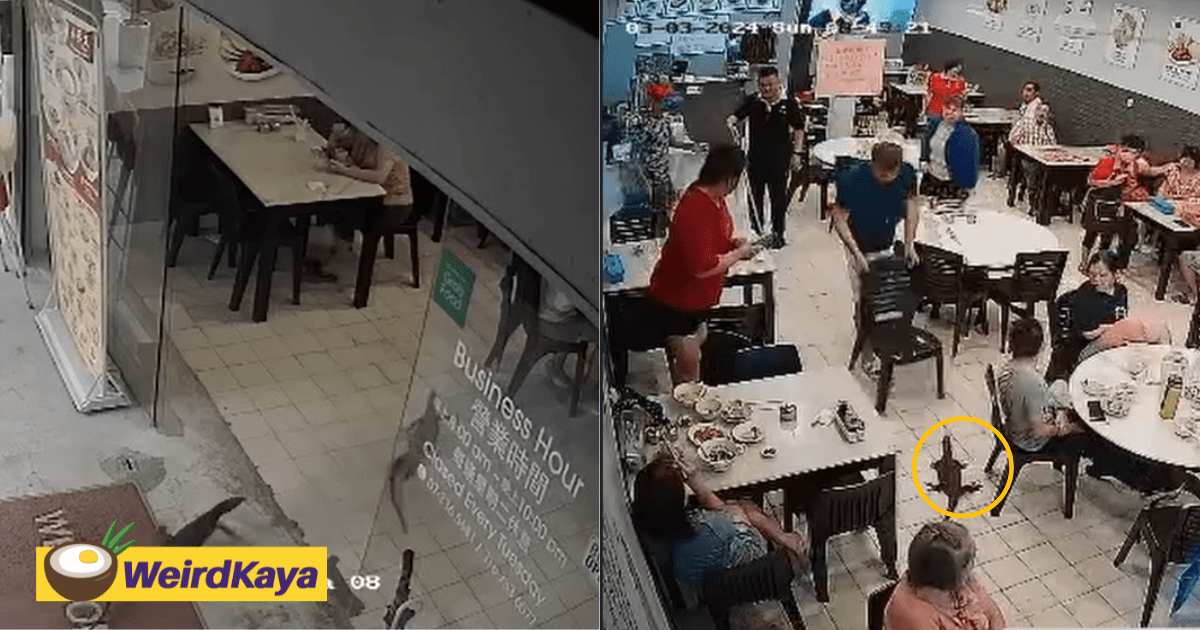 Monitor Lizards Rush Into JB Eatery, Causes Customers To Freak Out