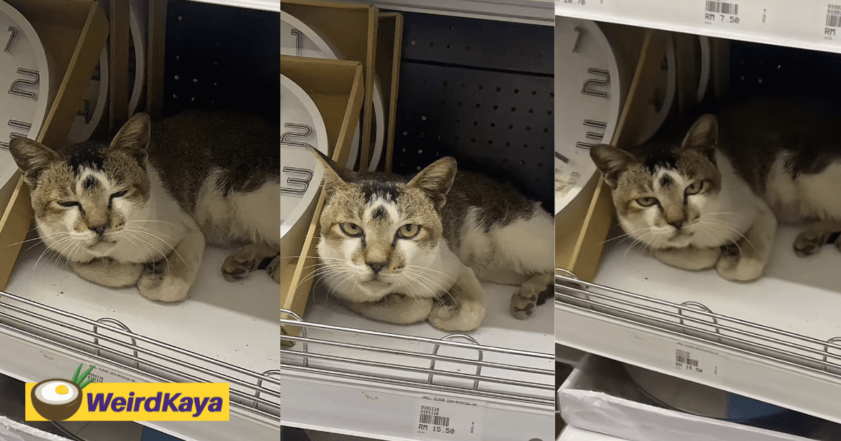 "Ramadan Promo" - Cat Perches On Clock Aisle With RM15.50 Price Tag