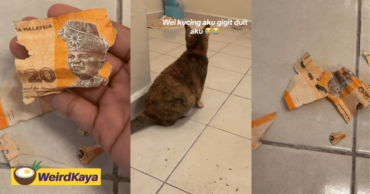 ‘I’m Broke Now’ - M’sian Woman Crushed After Cat Shreds Her RM20 Notes Into Pieces