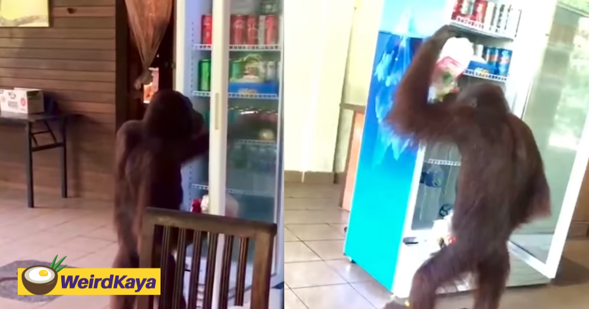 Orangutan Casually Treats Itself To A Cold Drink At A Café In Sabah