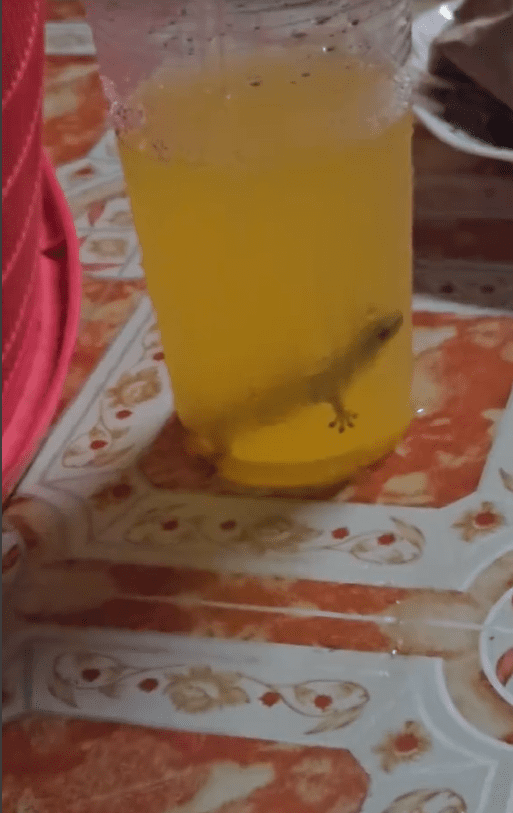 Lizard inside drink