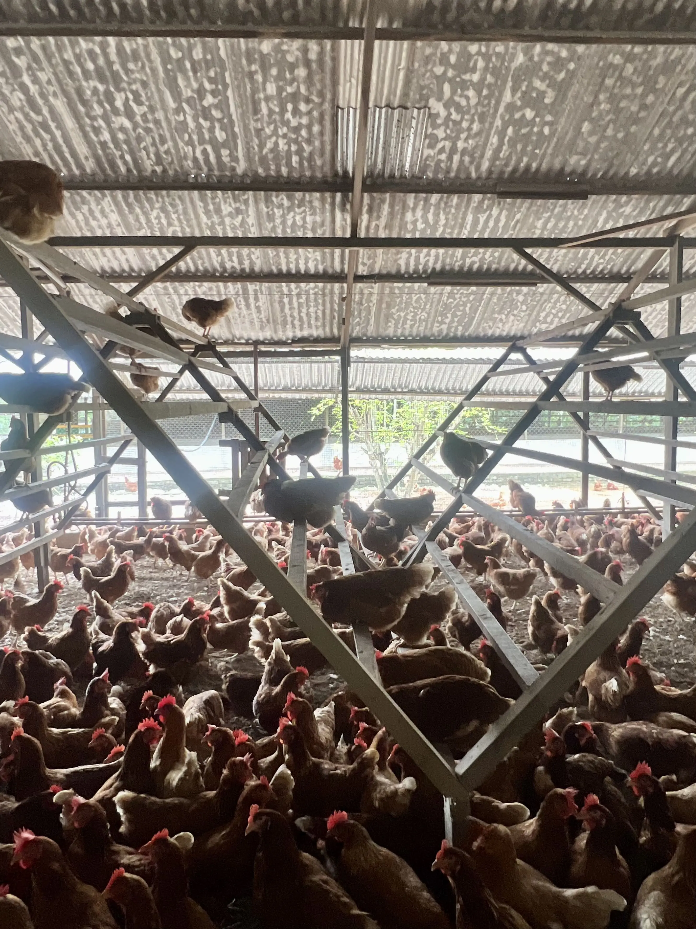 LK03-Exsiting CF house