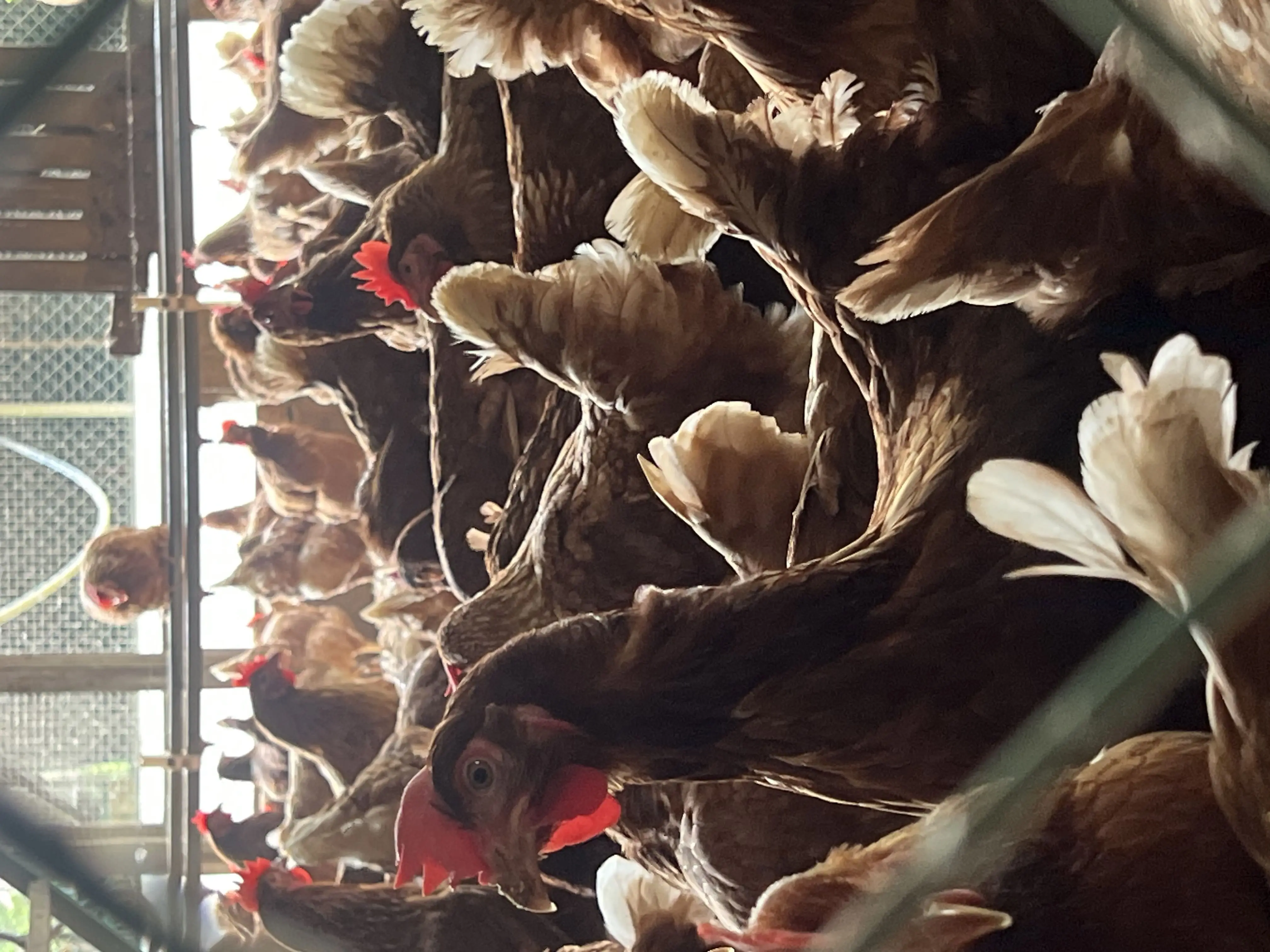 LK04-Existing CF house