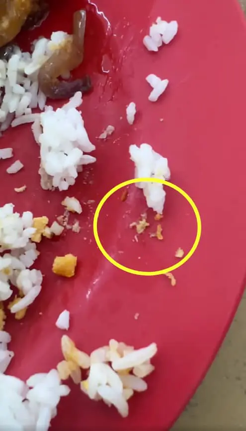 maggots moving on plate