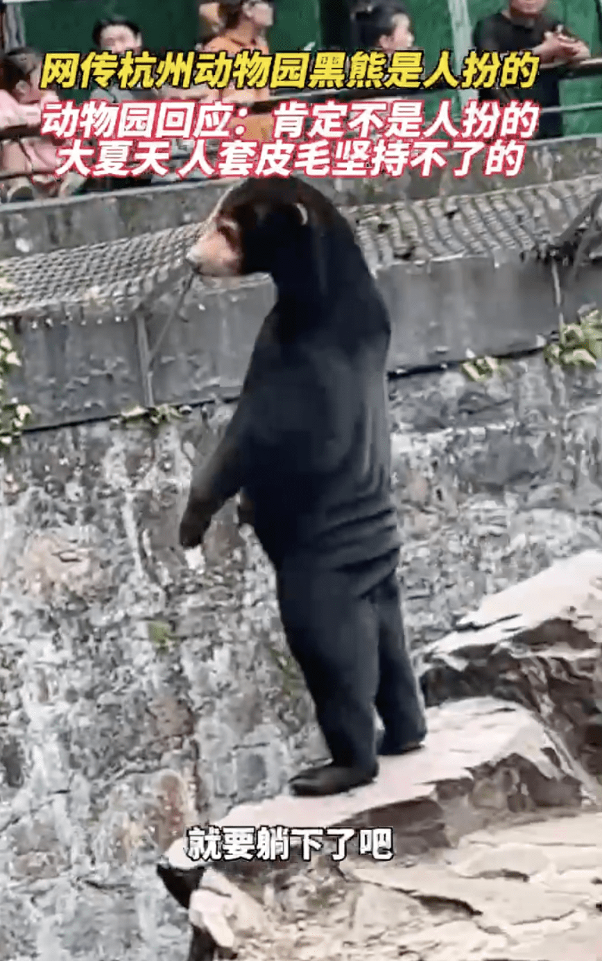 Malayan Sun Bear Spotted Standing On Its Feet At Zoo, Visitors Think It's Fake 02