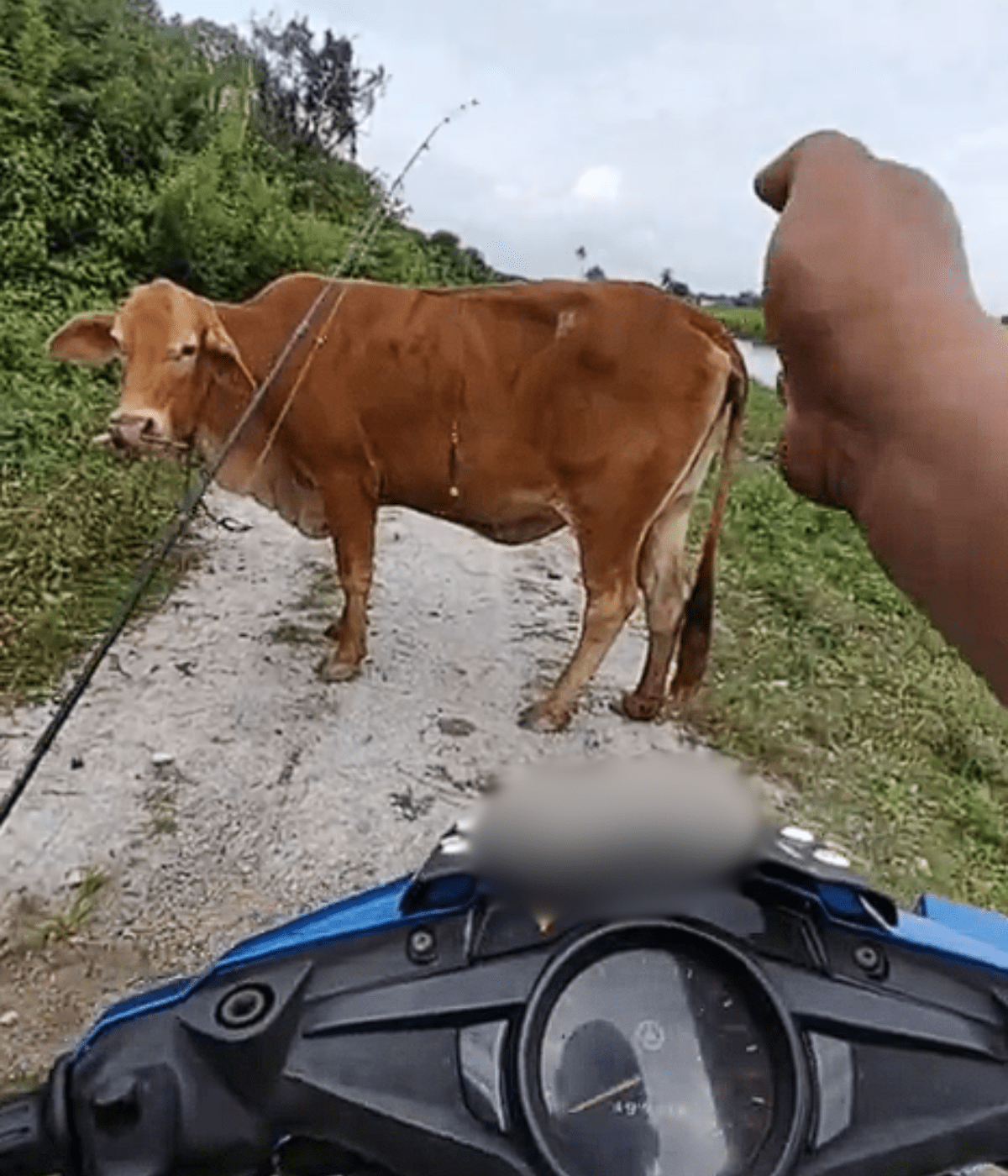 Man communicate to cow blocking road