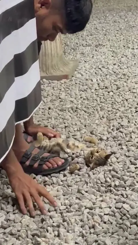 man covering cat with stones