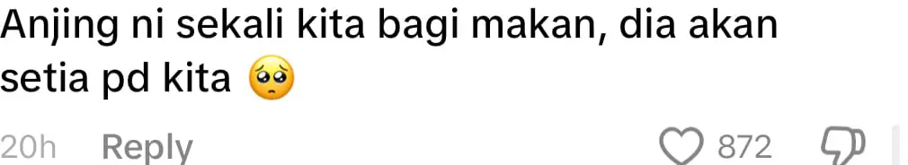 man feeds stray dog comment 