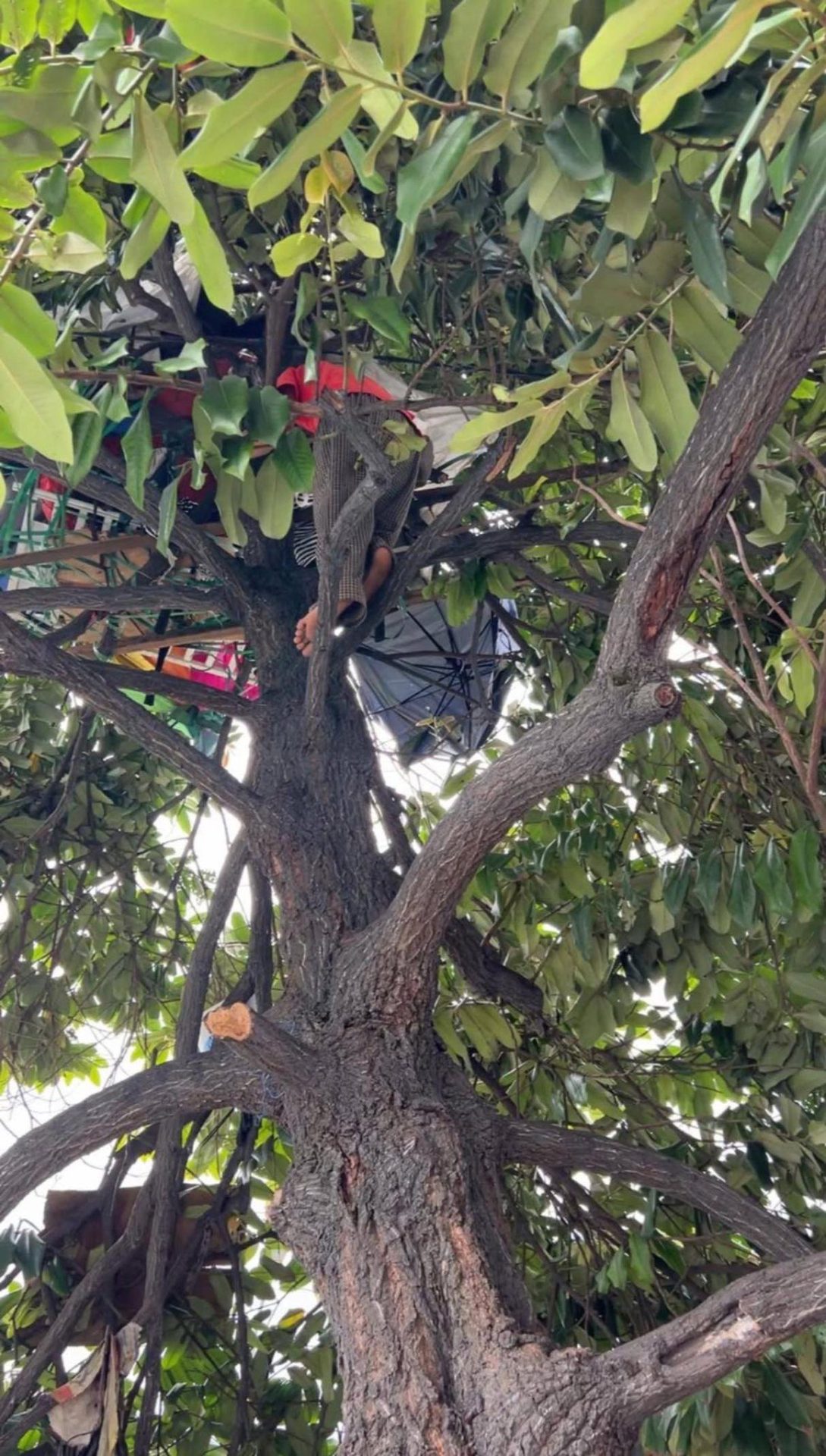 Man lives on tree 02