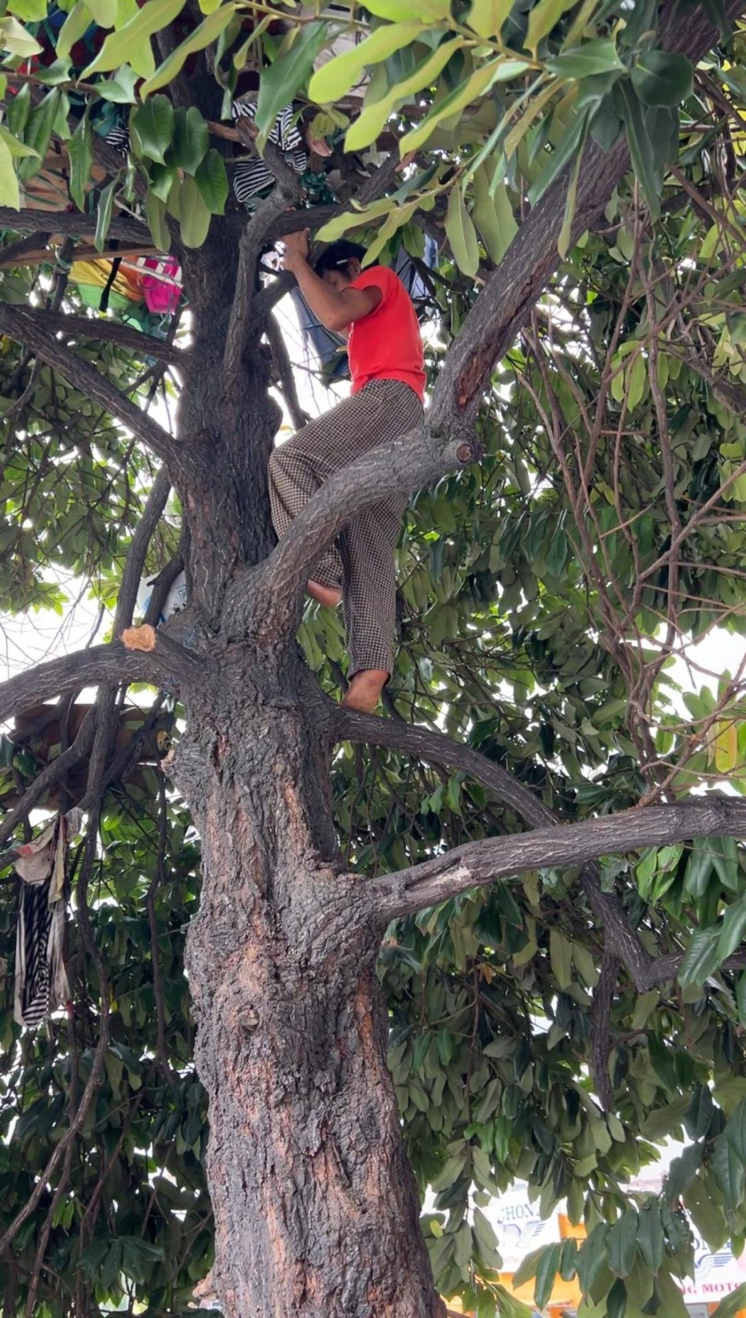 Man lives on tree 03