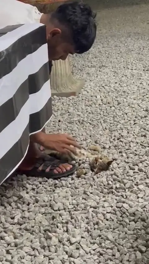 man playing with kittens