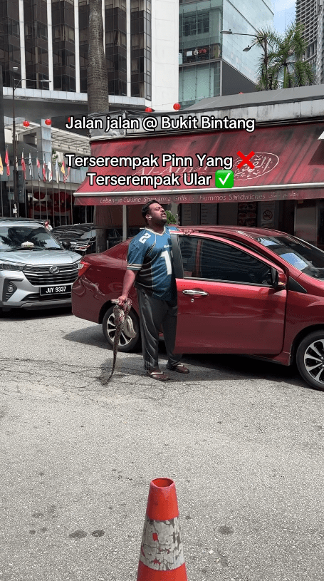 man taking snake away from the road at bukit bintang