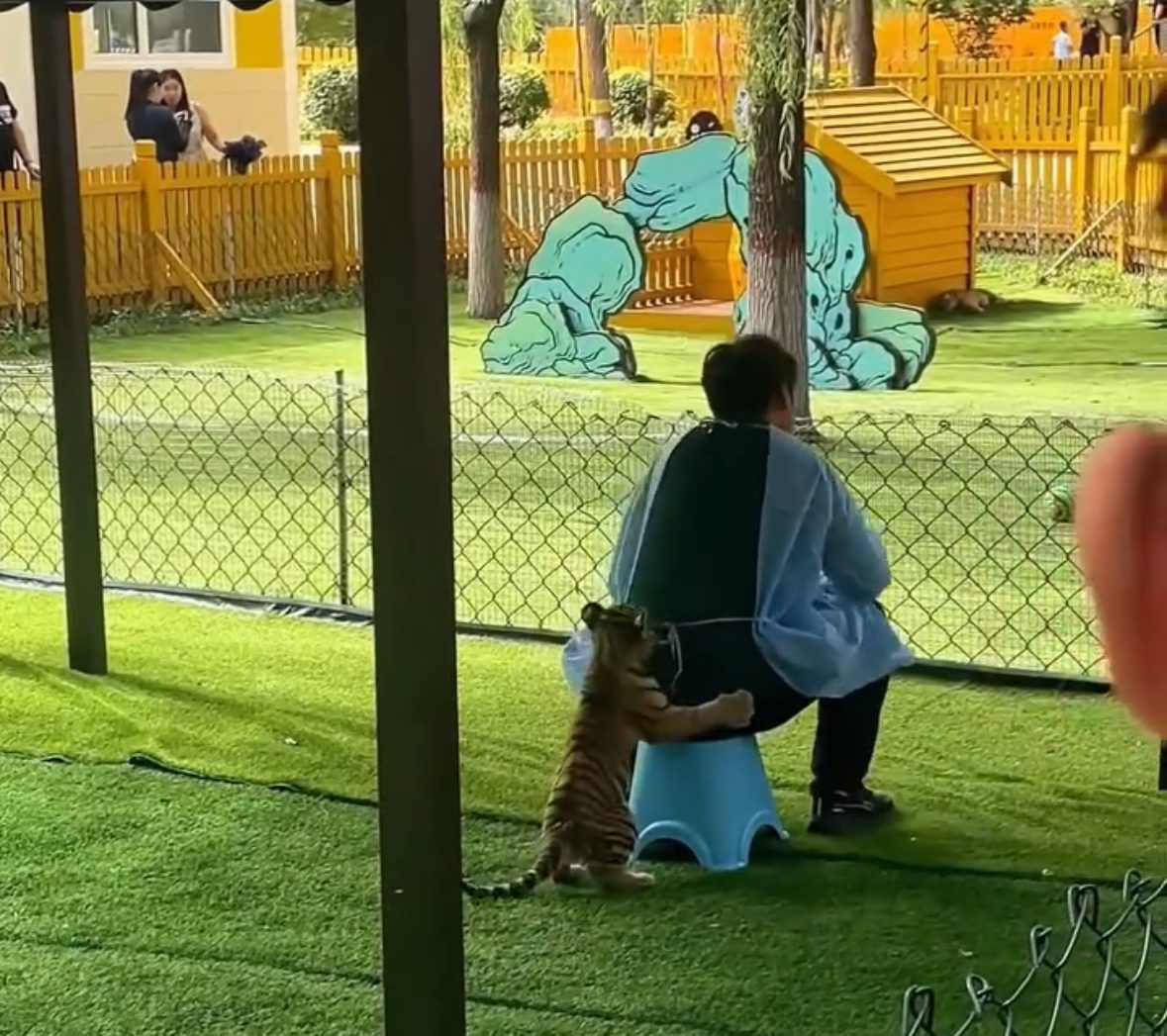 Many Want This Job After Seeing Baby Tiger Ambush Keeper In China