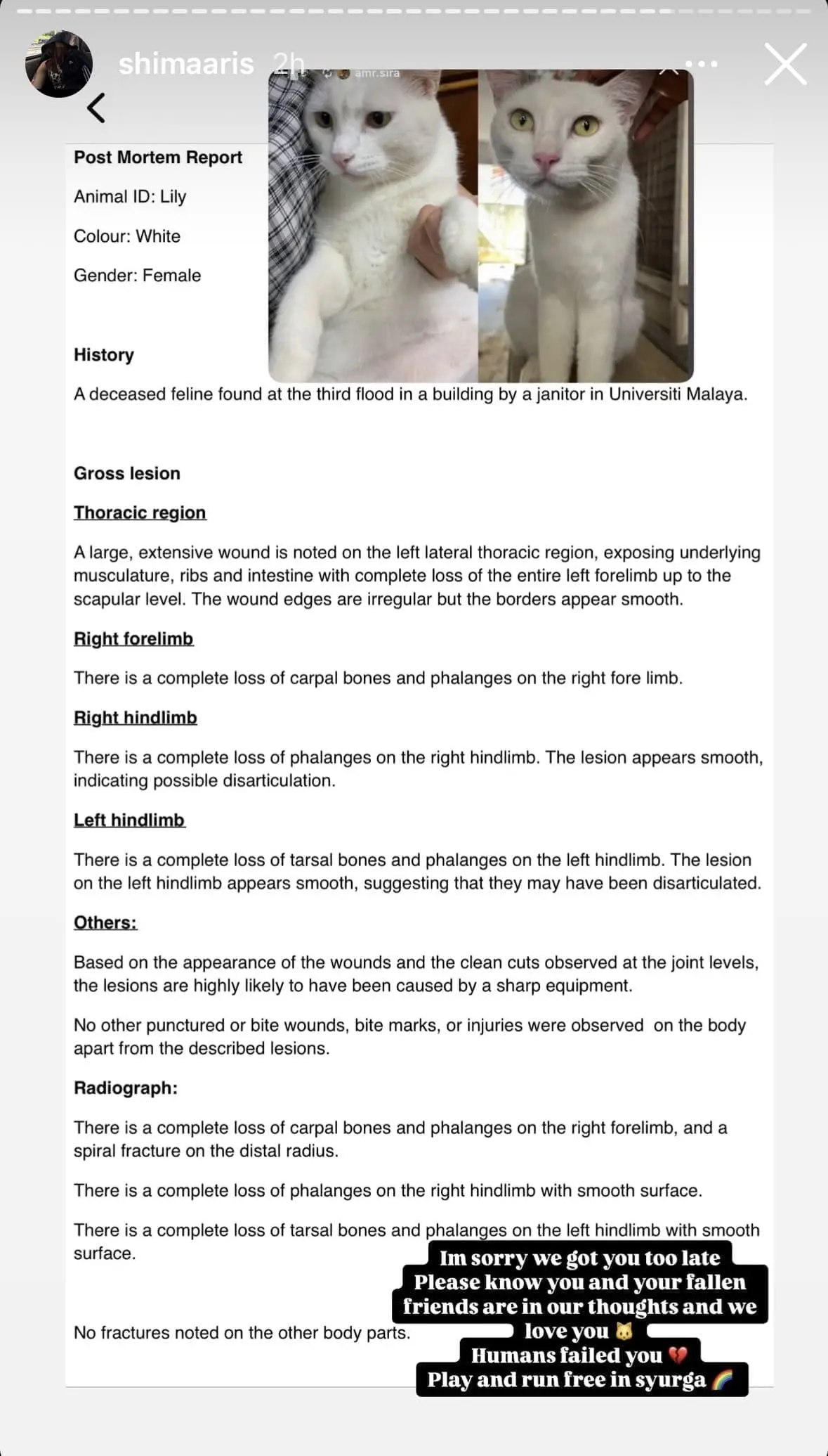 medical report (Vet Report Shows UM Cat 'Lily' Died From Human-Inflicted Injuries, Not Dog Bites)