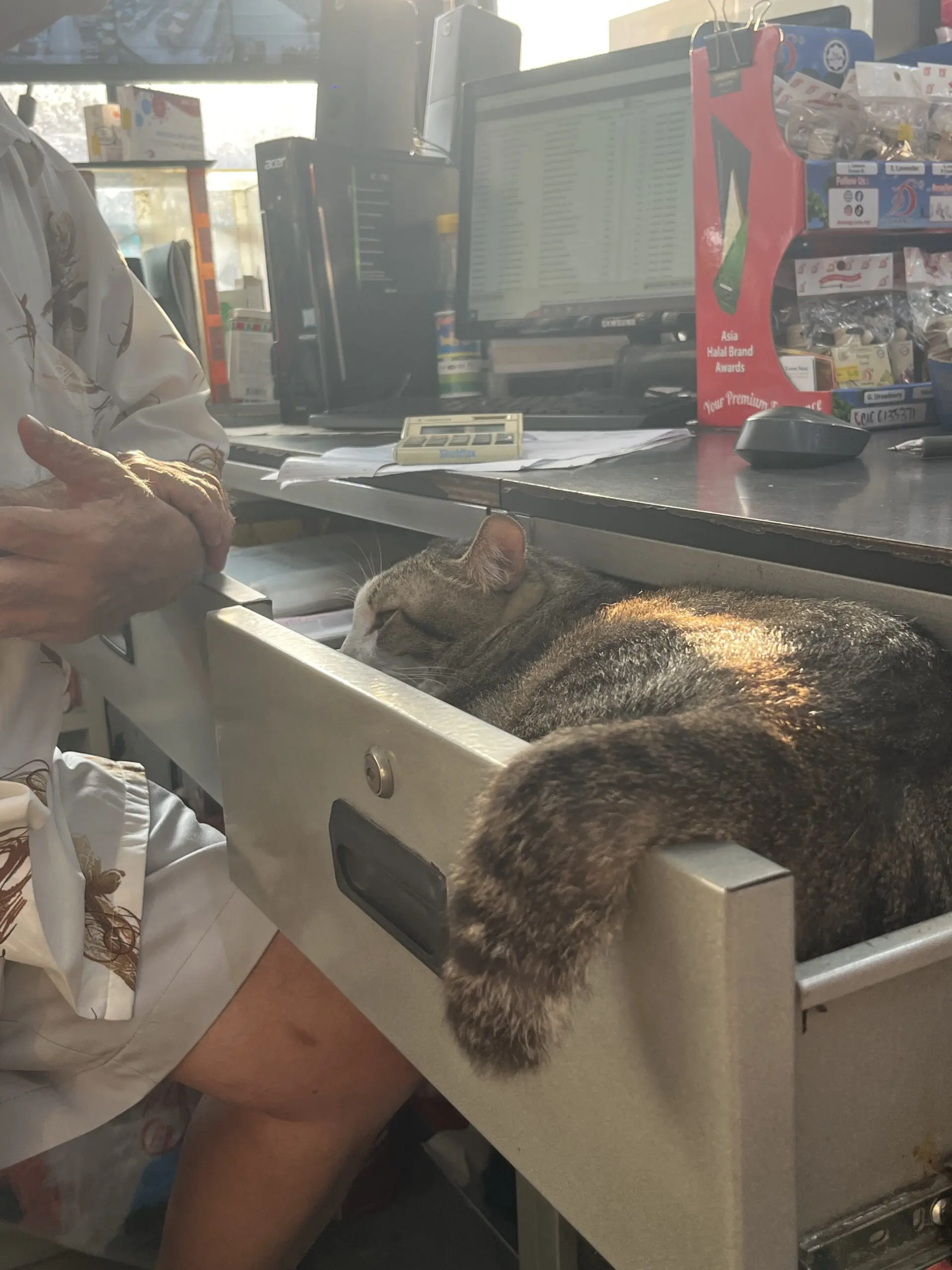 Meowbo's kid Tua Pui