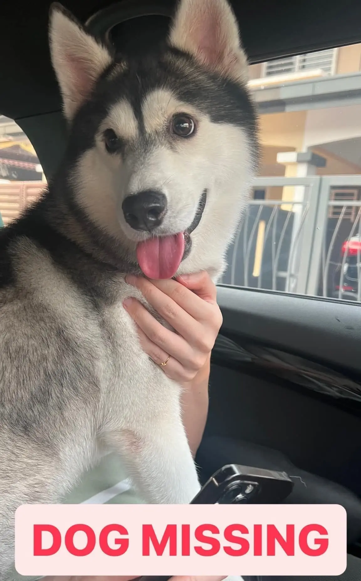 Missing husky found by M'sian woman