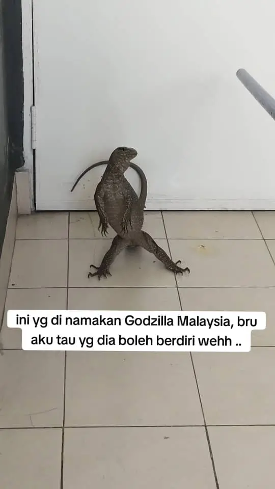 monitor lizard fighting back