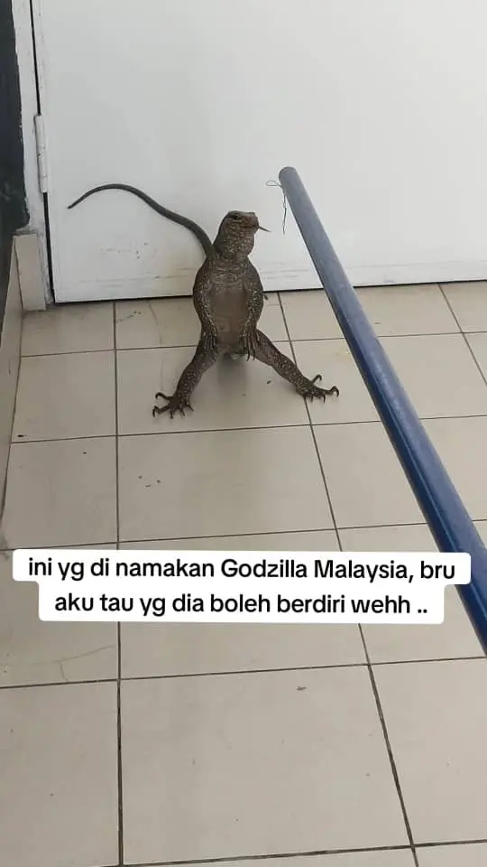 monitor lizard looking like a godzilla in malaysia