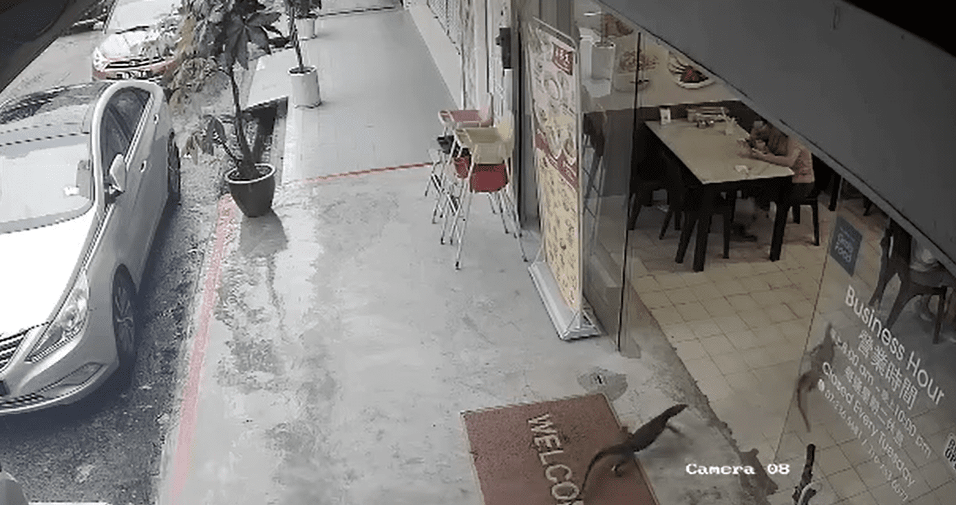 2 monitor lizards rush into JB yong tau foo restaurant