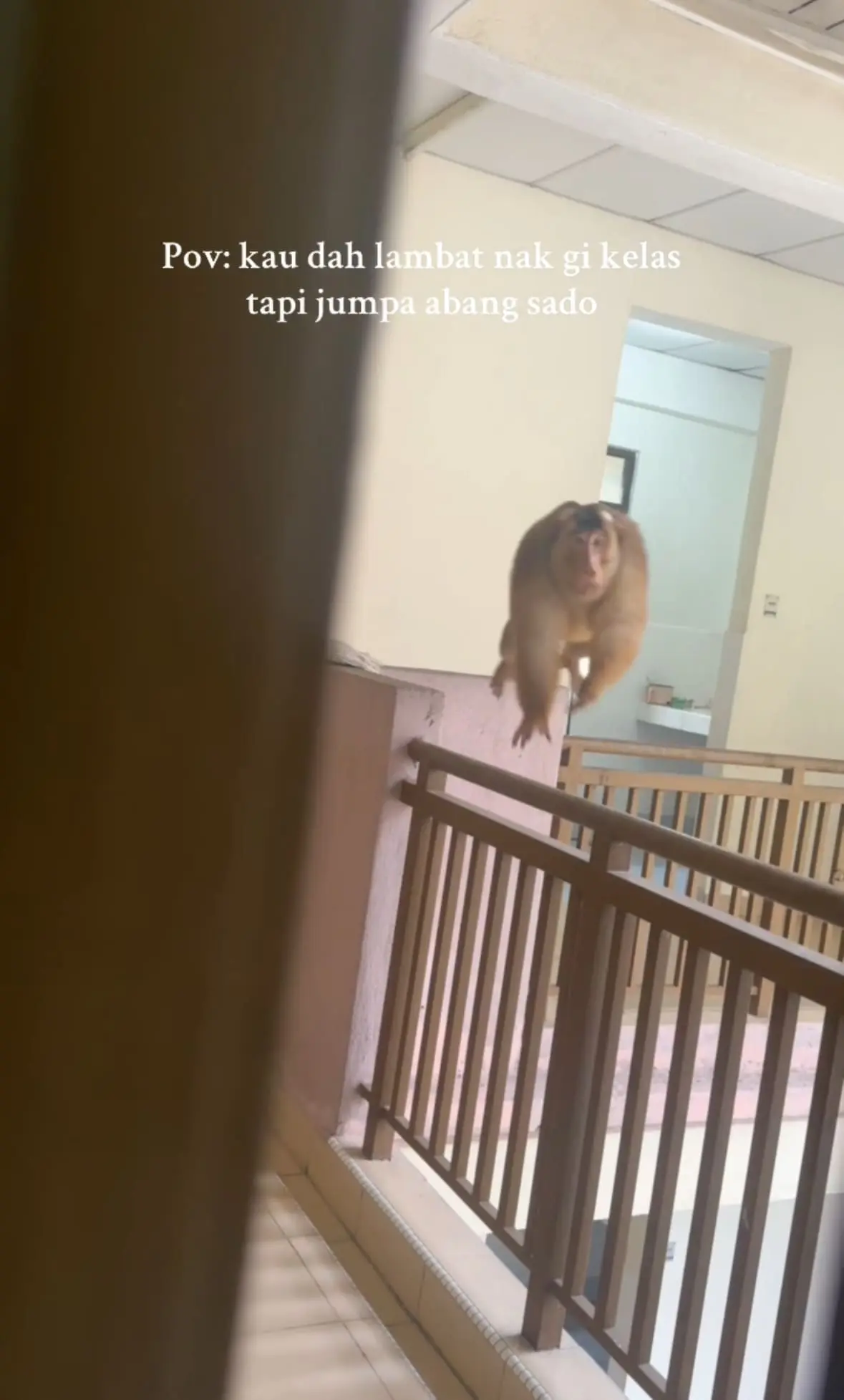 monkey at dorm