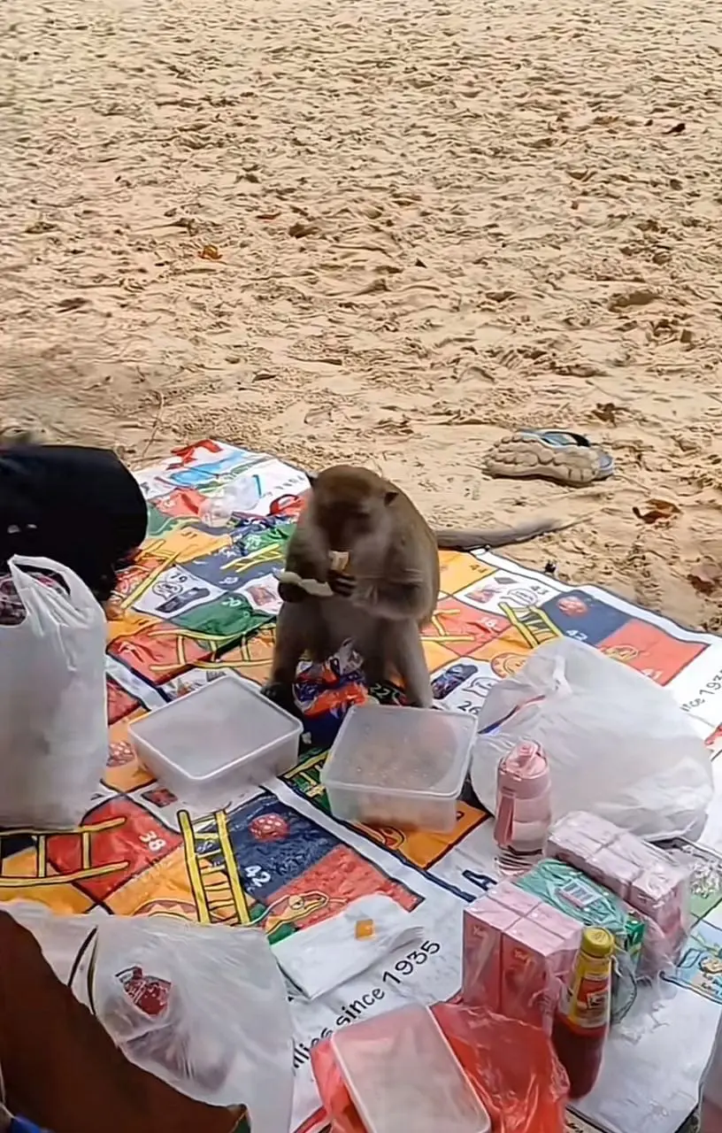 monkey eating bread slice in a picnic
