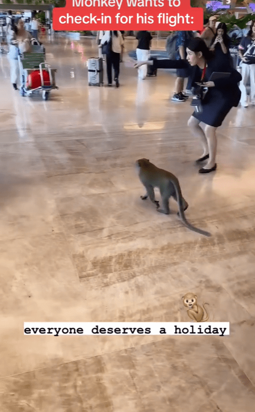 Monkey 'follows' lady staff's instructions