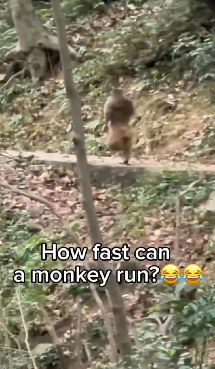 monkey running in a forest