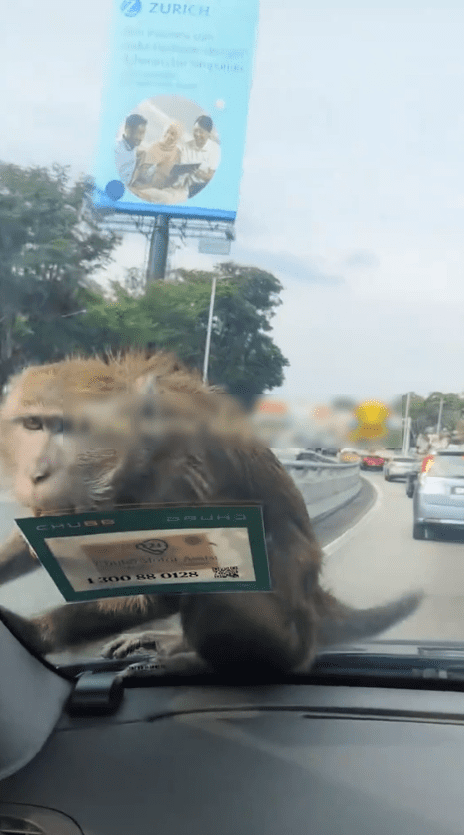 monkey sitting on msian woman's car bonnet