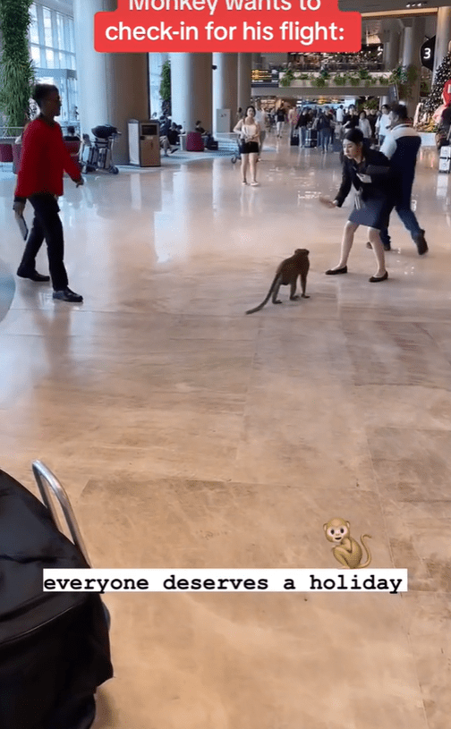 Monkey steps away from Changi Airport exit