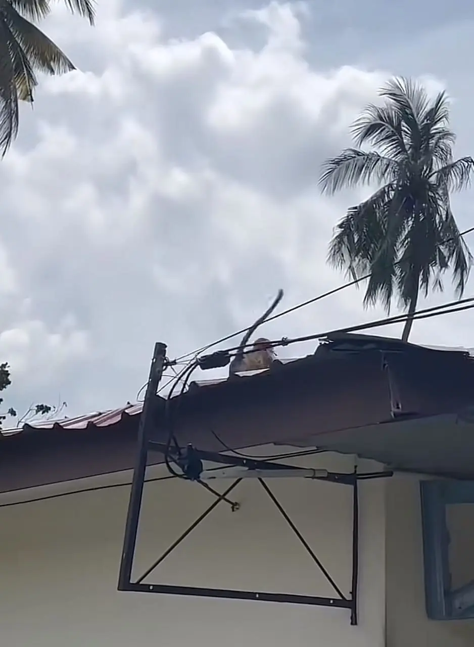 monkey takes parcel away to jungle