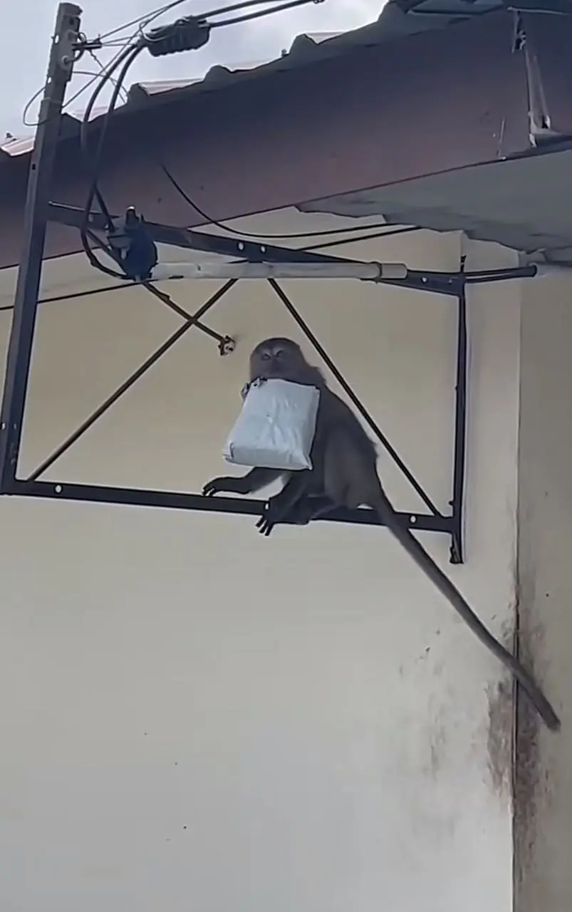 monkey taking a parcel away
