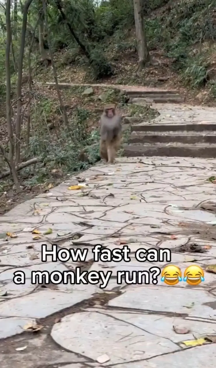monkey walking on the stairs