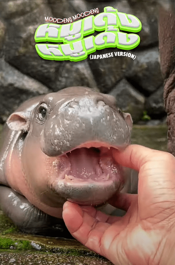 Moo Deng theme song (1)